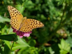 spotted yellow butterfly on a bright flower