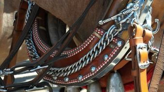 closeup picture of Harness For Horses