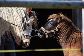 white horse and brown pony on the farm