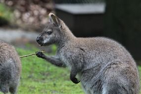 Kangaroo with stick