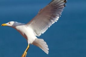 seagull with wide wingspan on blue background