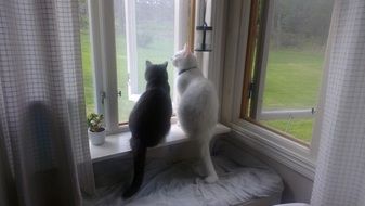 black and white cat near the open window