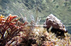 charming Firefish Scuba