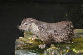 Sea ​​Otter