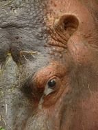 closeup picture of hippo animal