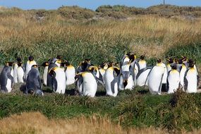 king penguins on green grass