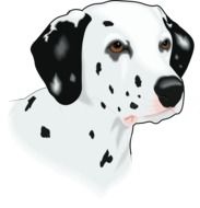 Spotted dog's head as an illustration