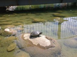 turtle on a dry stone in the middle of the water