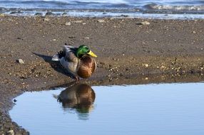 duck on the pool