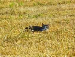 cat among the fields in summer
