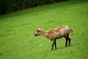 lamb on the green hillside