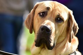 very sad Yellow Labrador