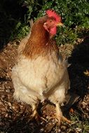 brown domestic chicken in nature