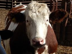 portrait of Red Holstein Steer Cow on farm