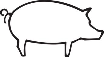 outlined drawing of a pig