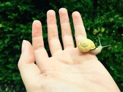 small snail on hand