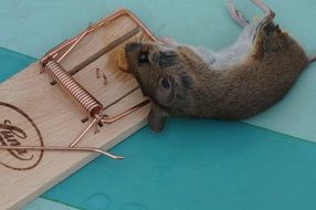 mouse in a mousetrap close-up
