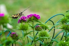 sweet william butterfly