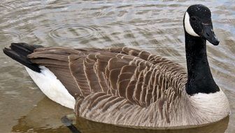 Canadian Goose on a water