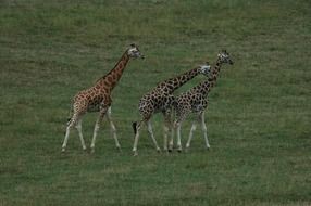 charming Giraffe Africa