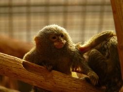 Krallenaffe Monkey