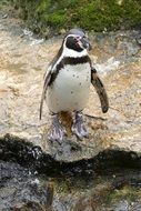 Penguin on a stone