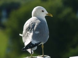 seagull on a green background