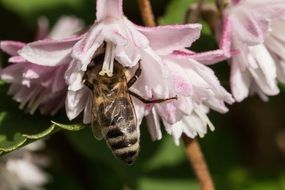 honey bee pollinating pink flower