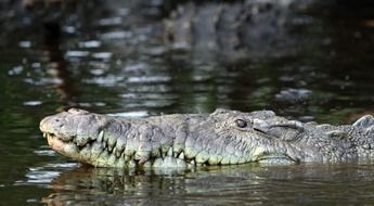 Beautiful pointed crocodile from the water