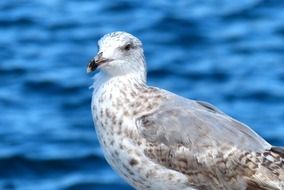 seagull in vestero harbour