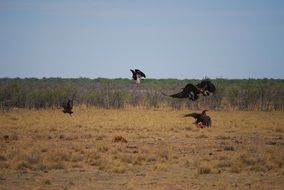 Vulture Fight