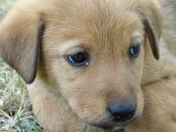 cute sweet puppy