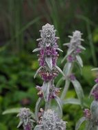 shrub of stachys