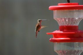 Picture of Hummingbird in a flight near the feeder