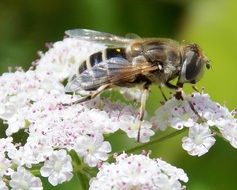 Bee Insect Honey Sting Macro