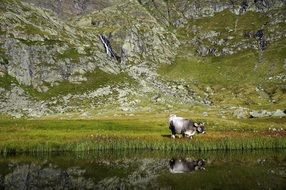 Cows in Mountain Farm pasturing