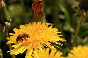 bee collects pollen from a yellow dandelion