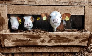 cows in a wooden barn