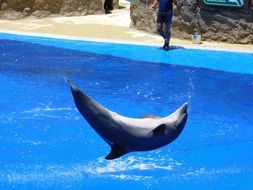 smart jumping dolphin in the water park