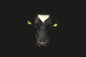 cow portrait on the black background