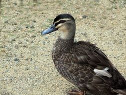 mallard is a brown duck