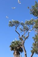 Flying white birds over the tree