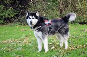 Young husky in harness on the lawn