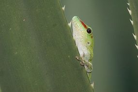 beautiful Gecko Madagascar