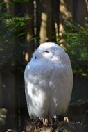 snowy owl is sleeping in a tree