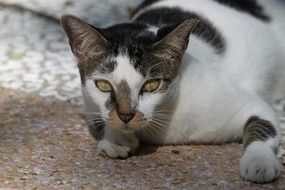 cat on the ground