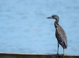 sea bird by the sea