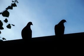 two Doves on roof at evening sky