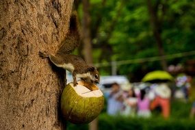 squirrel with coconut on a tree in the park