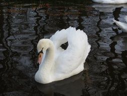 Swan on dark water